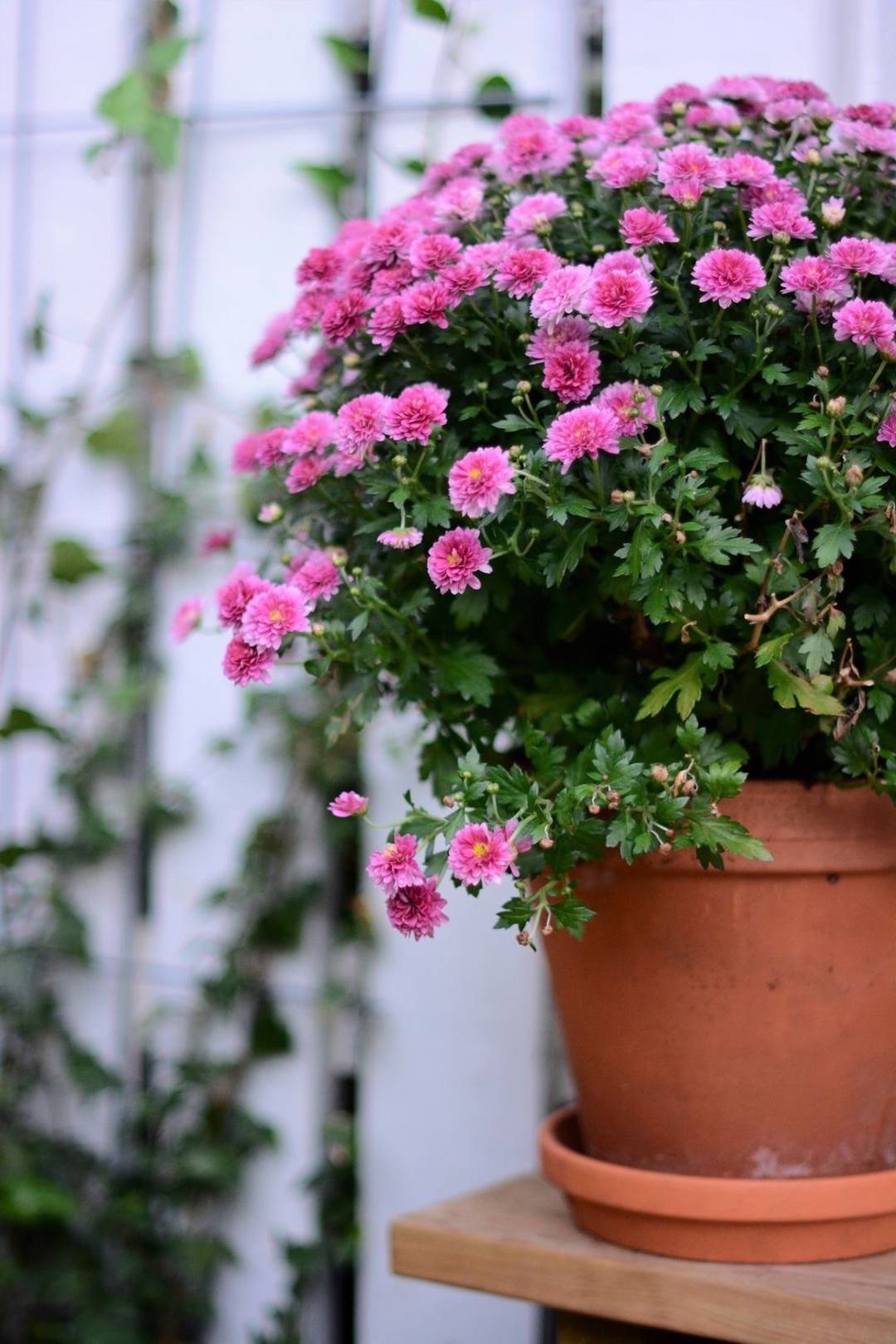 Krysantemum 