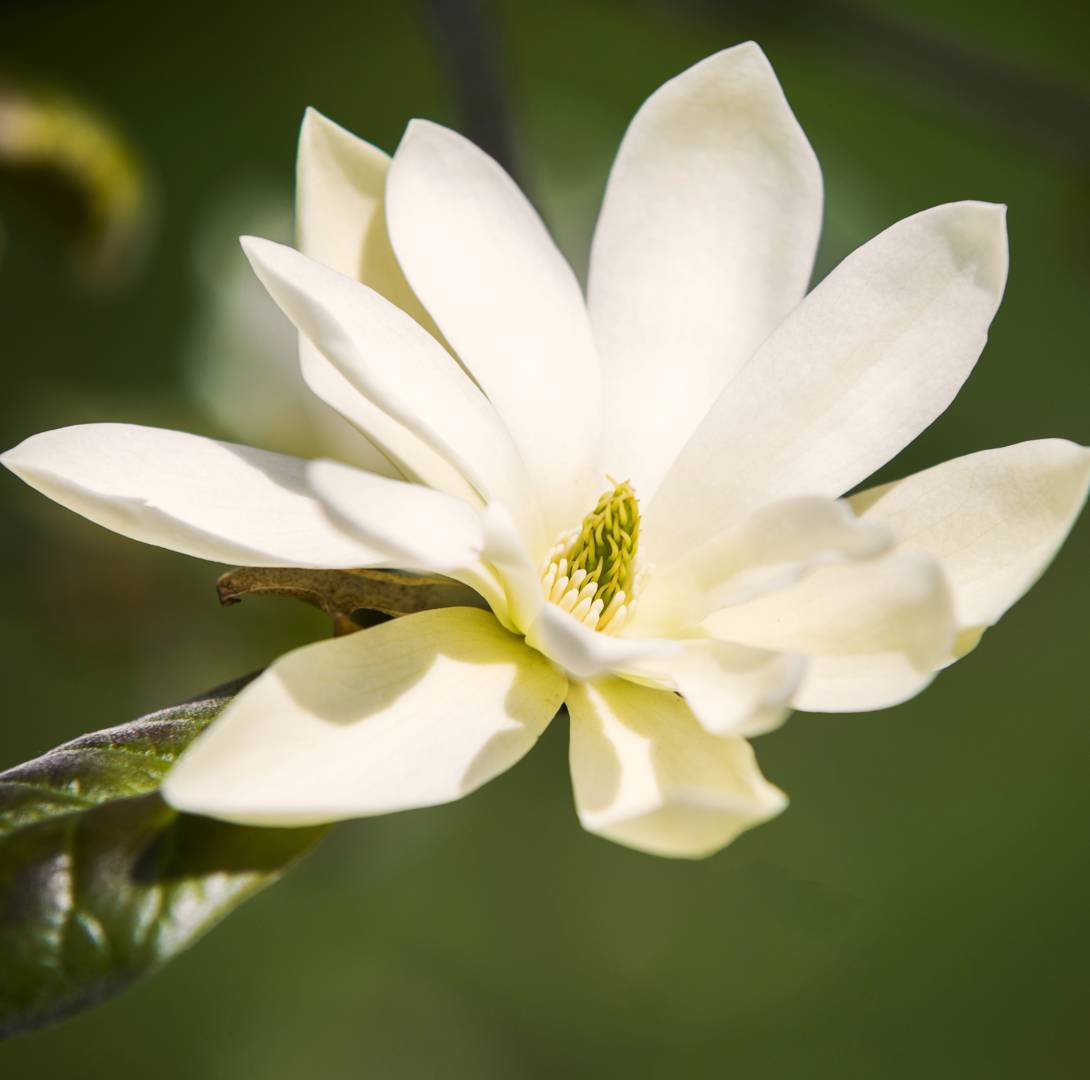 Magnolia Gold Star