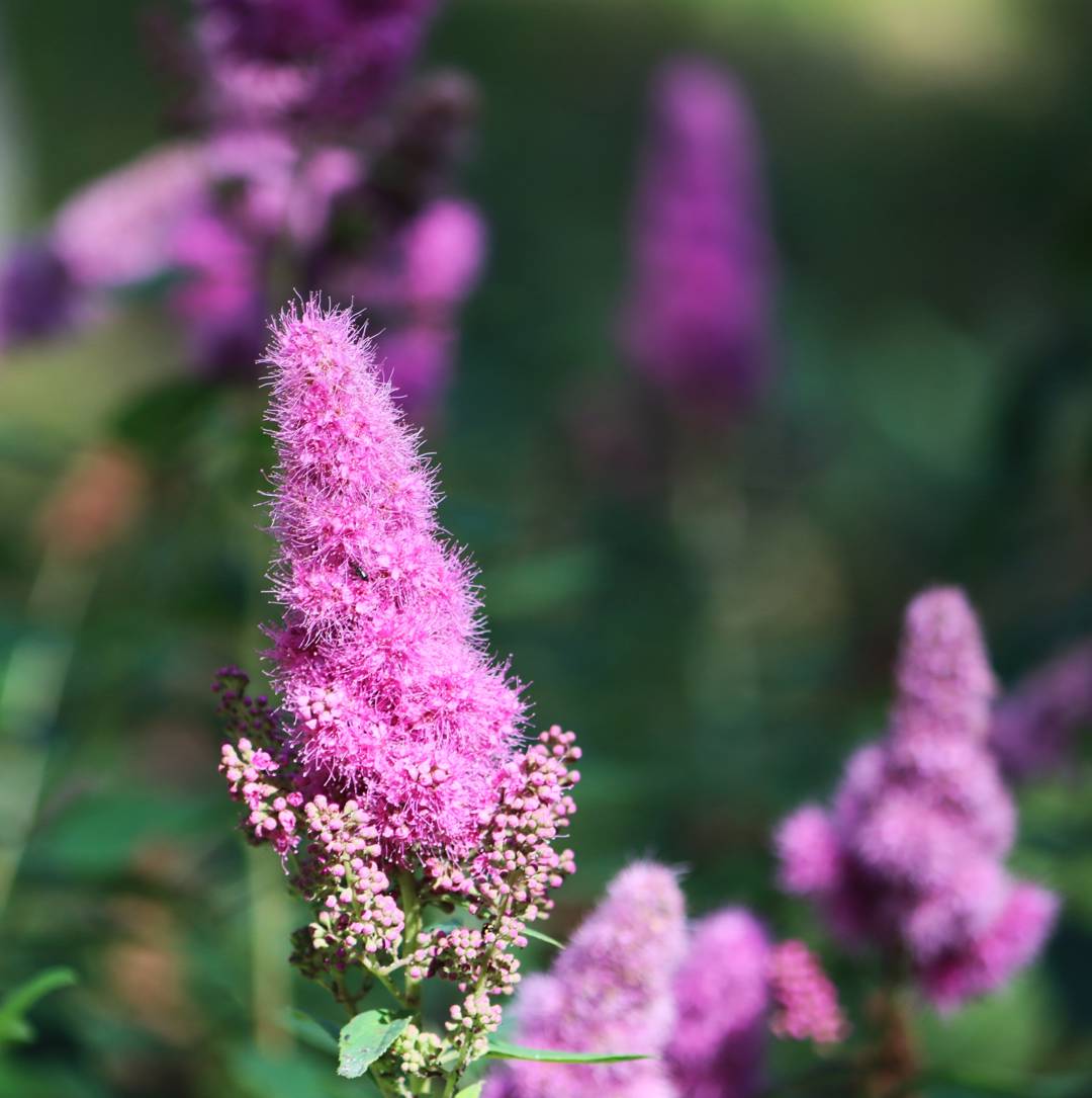 Häckspirea 
