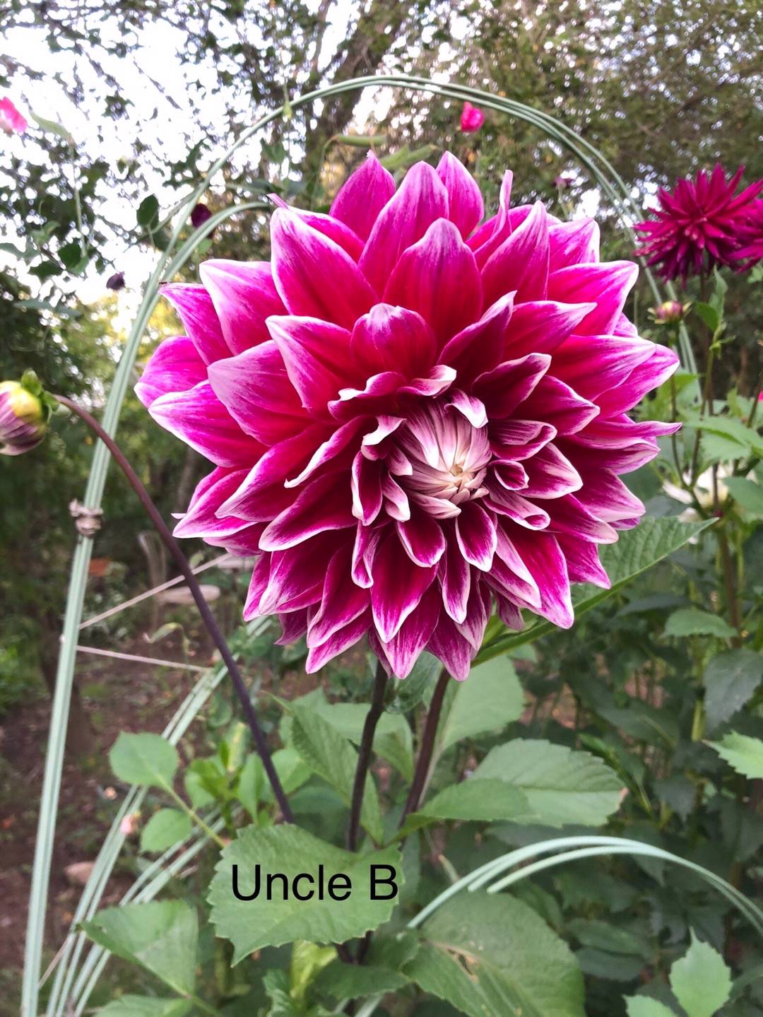 Oh!Garden - Dahlia Uncle B