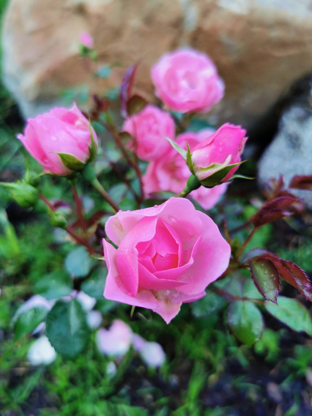Storfalls blomster 🌸🌱