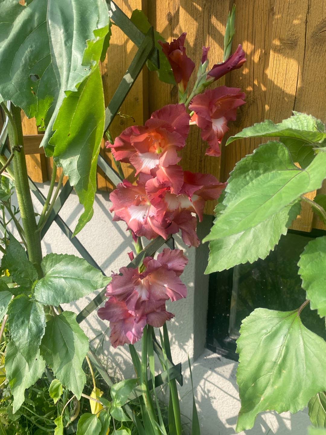 Gladiol Fidelio