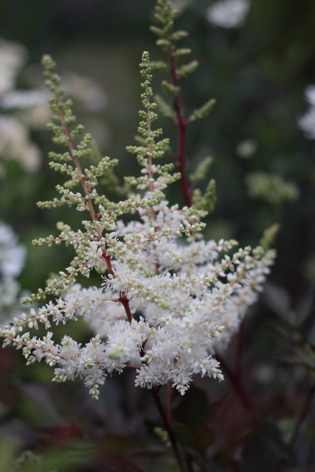 Astilbe Rock and Roll