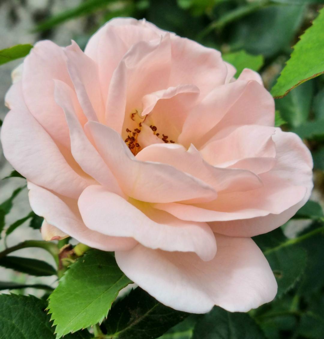 Ros Clair Renaissance