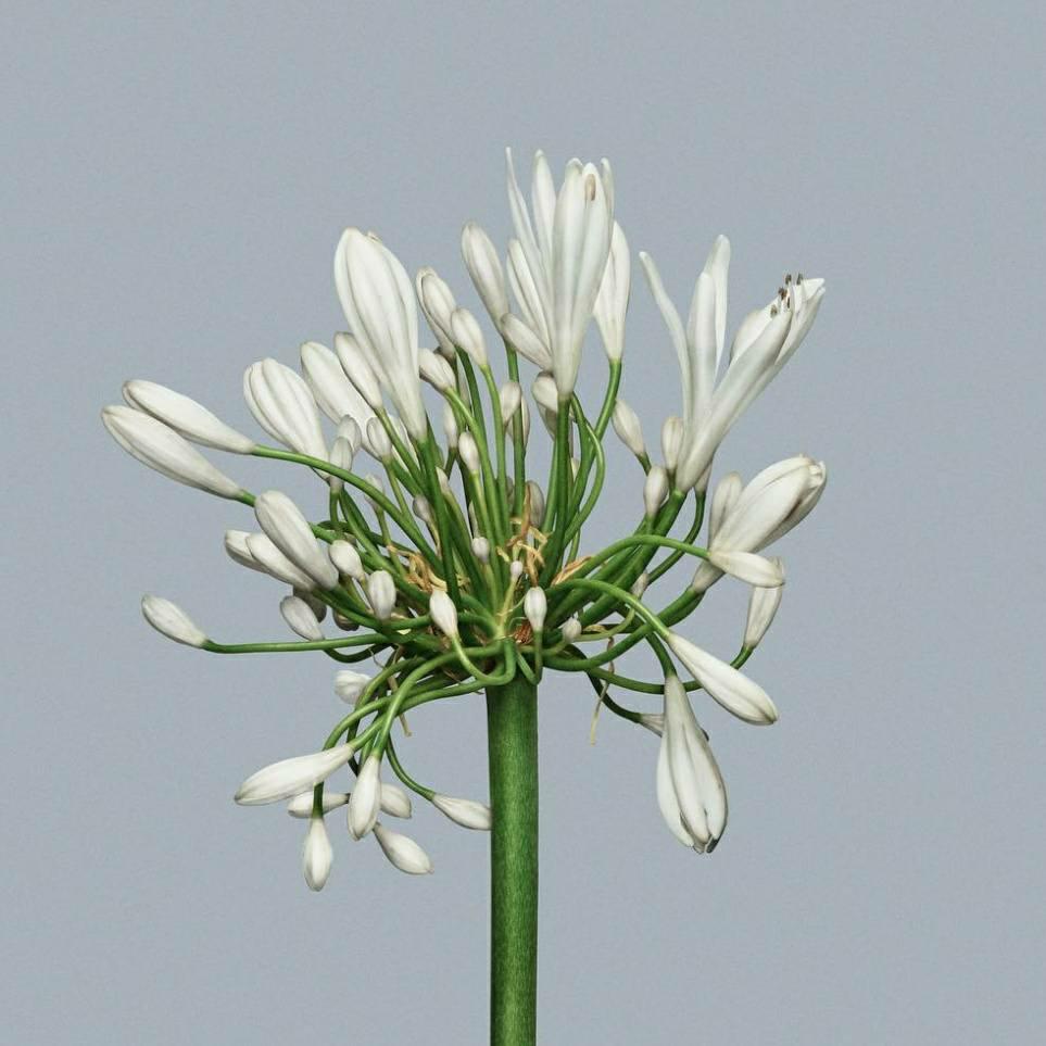Afrikas Lilja Albus