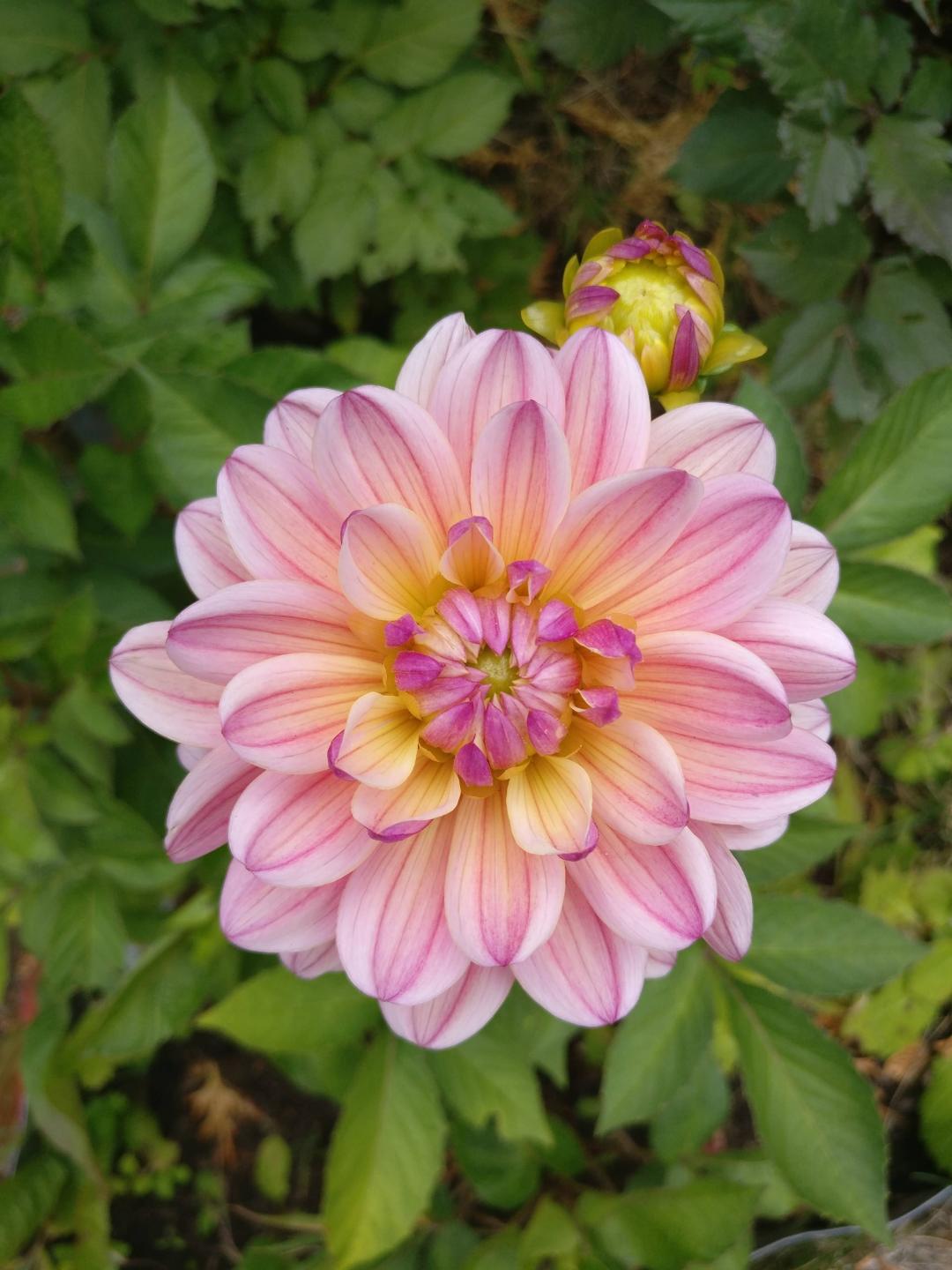 Dahlia Pink Magic