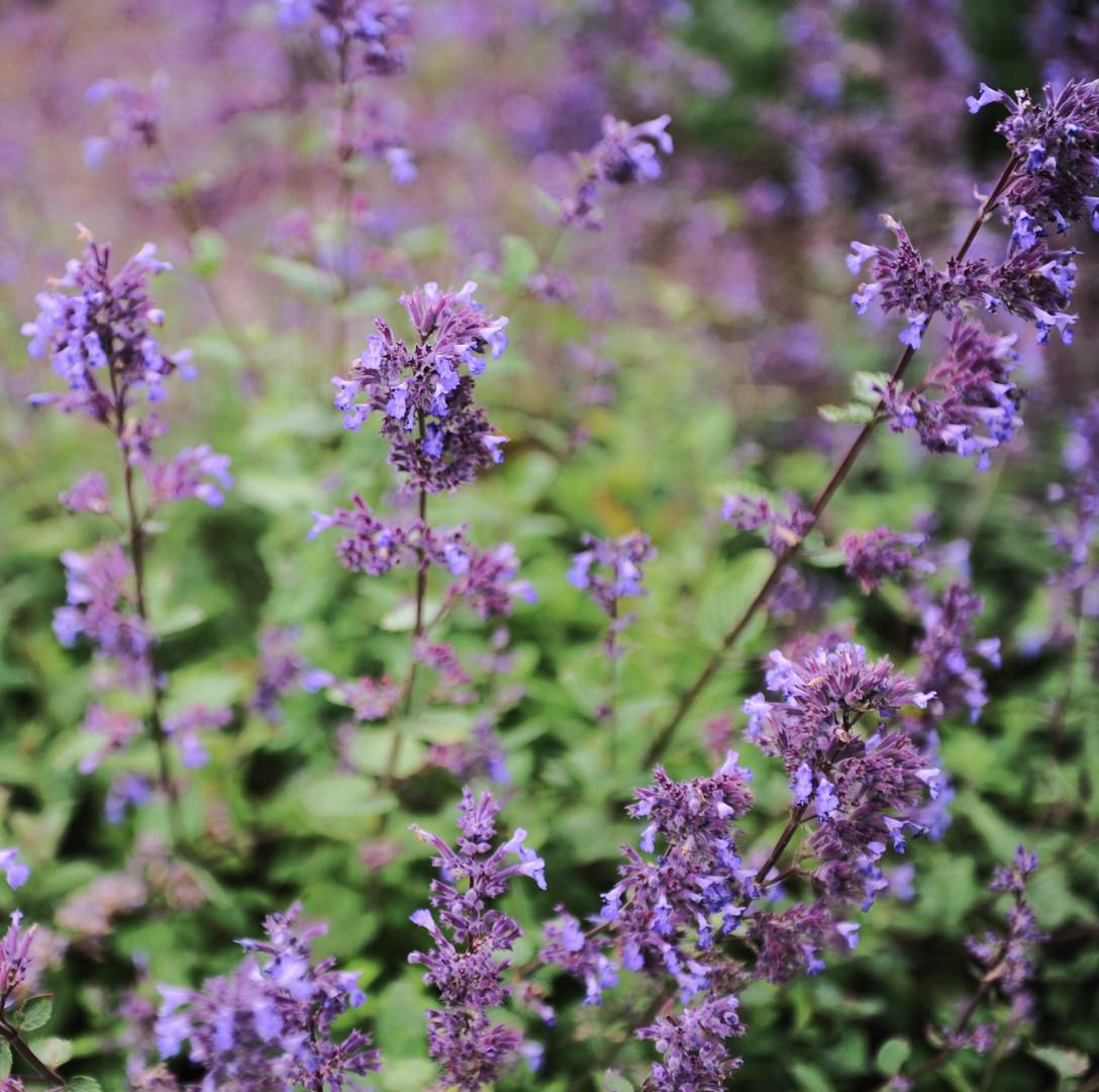 Kantnepeta Blue Wonder
