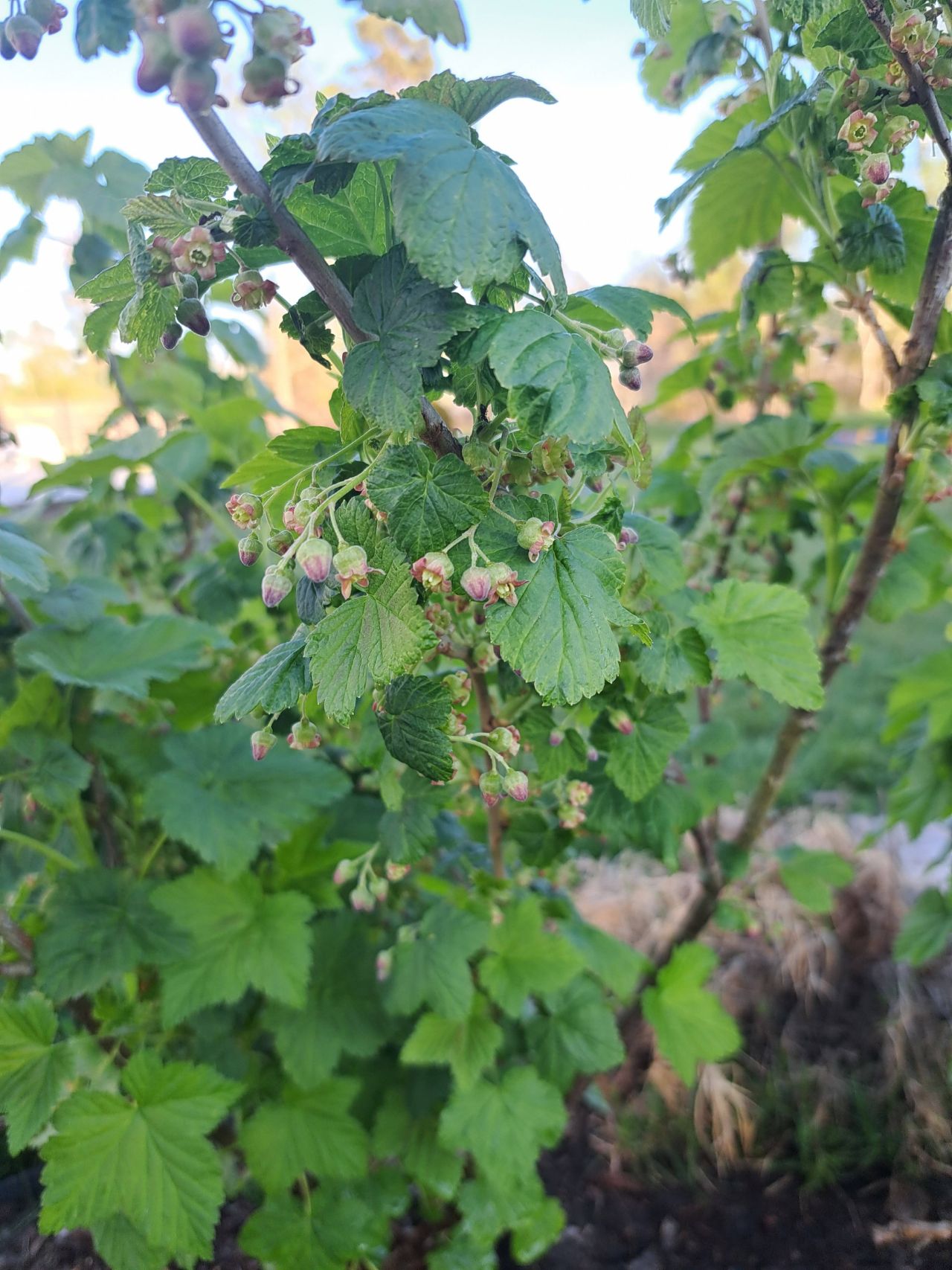 Gröna Vinbär Venny