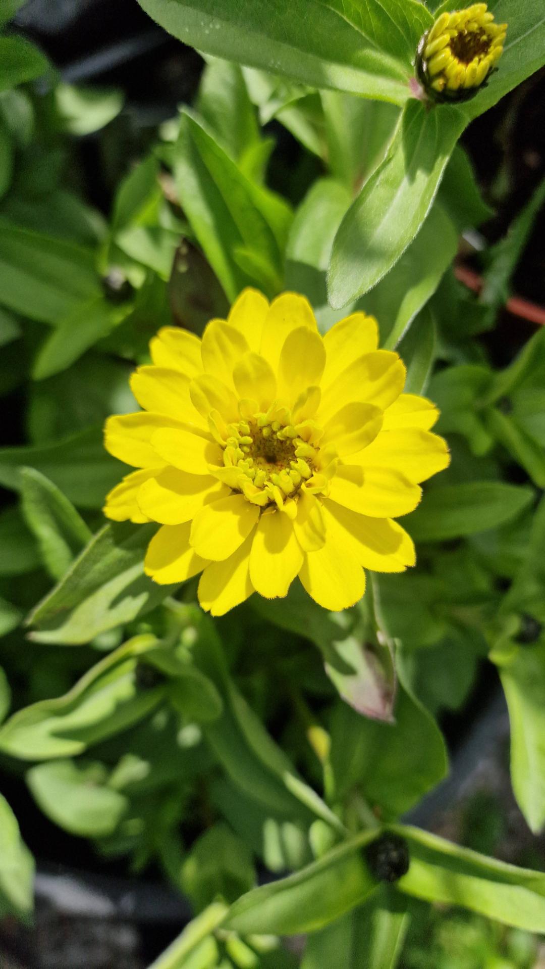 Marylandzinnia Zahara Double Yellow