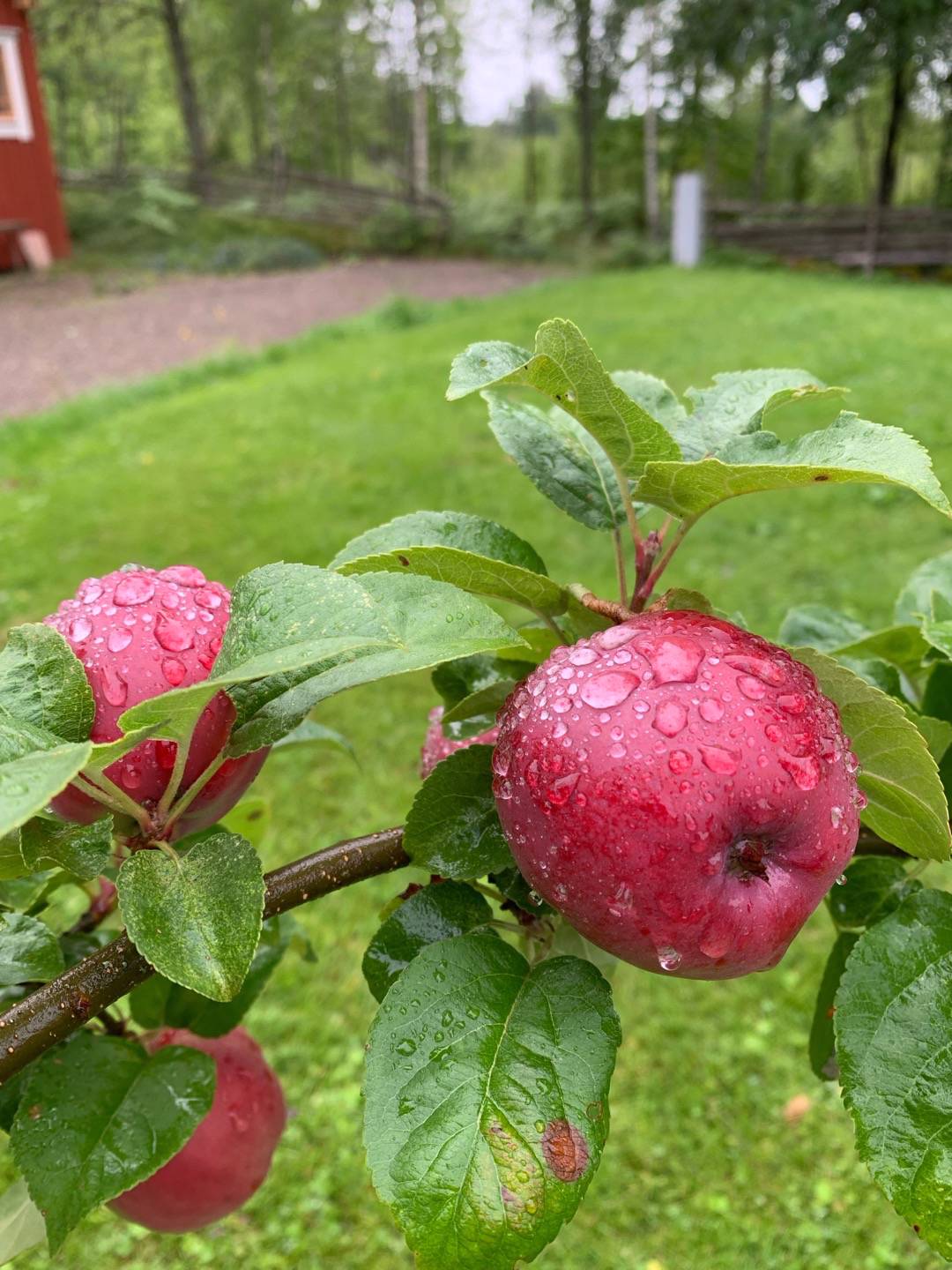 Äppelträd Rödluvan