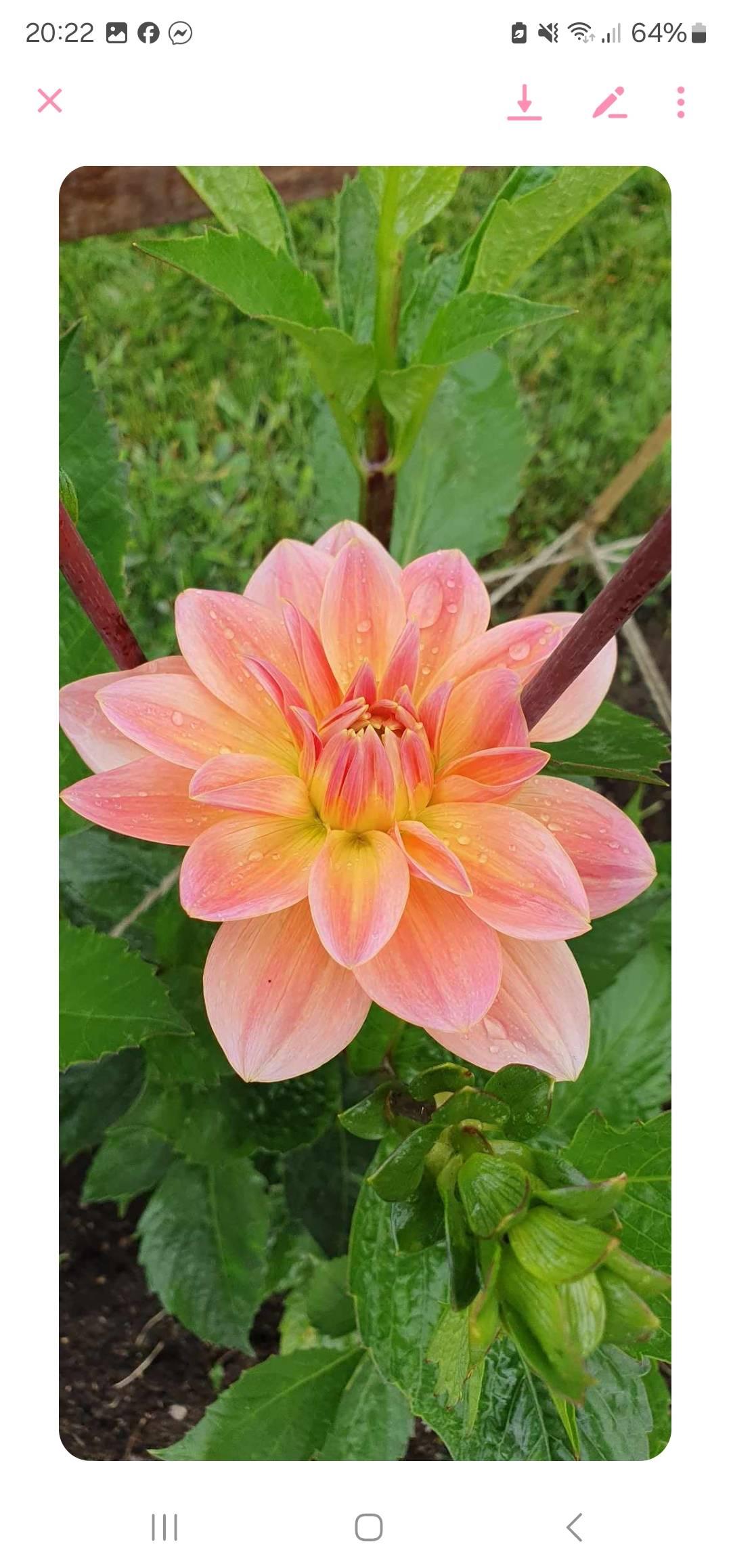 Mamo_blomster