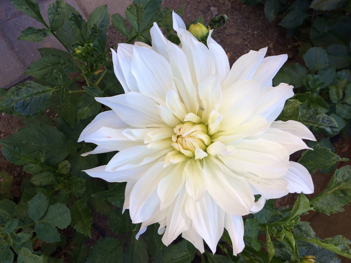 Dahlia Iceberg