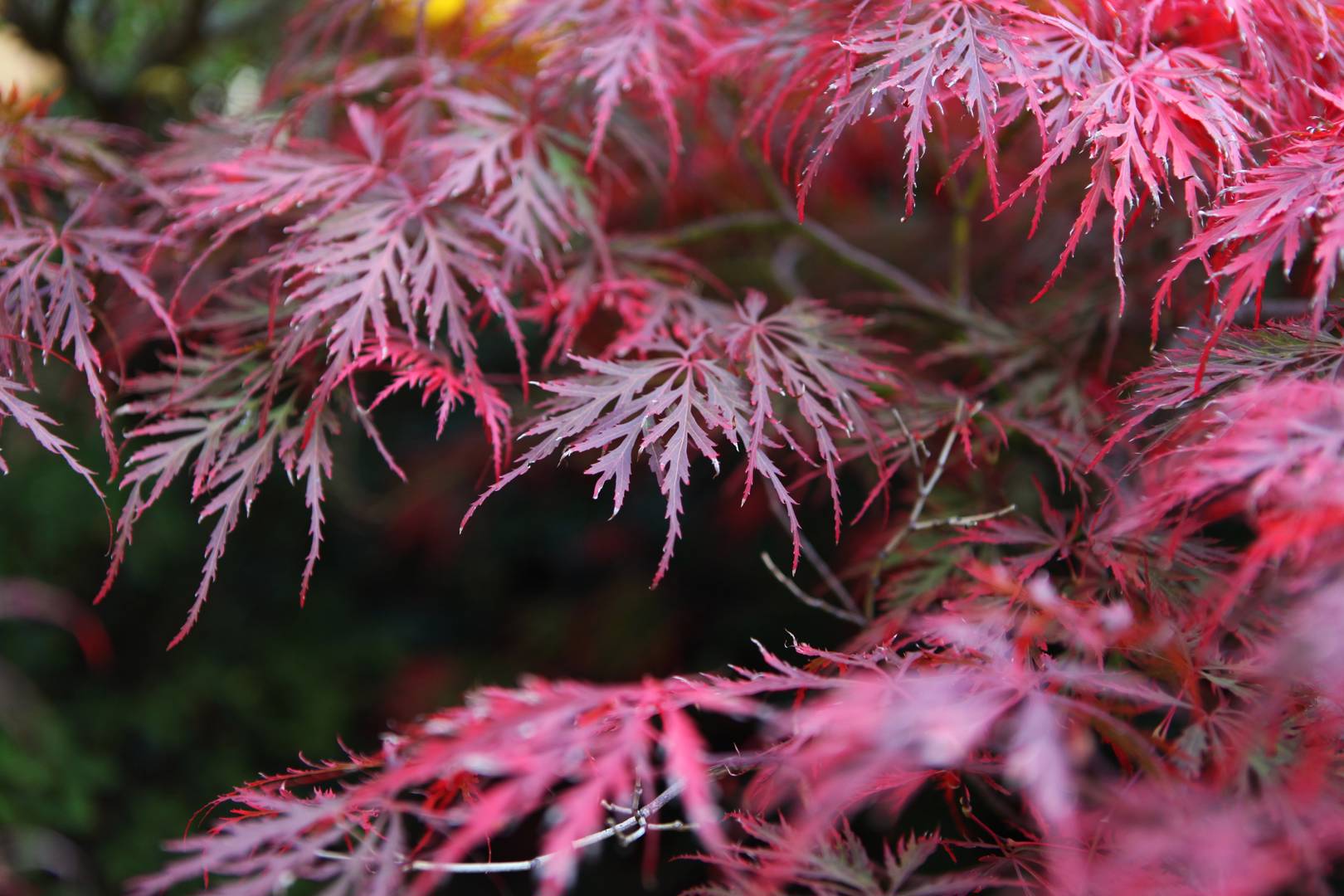 Flikbladig Japansk Lönn Garnet