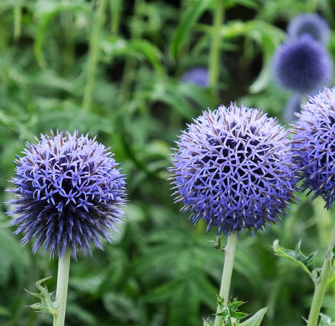 Blå Bolltistel Taplow Blue