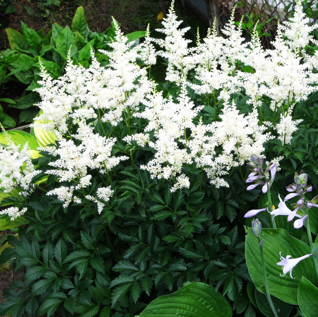 Oh!Garden - Astilbe Snowdrift
