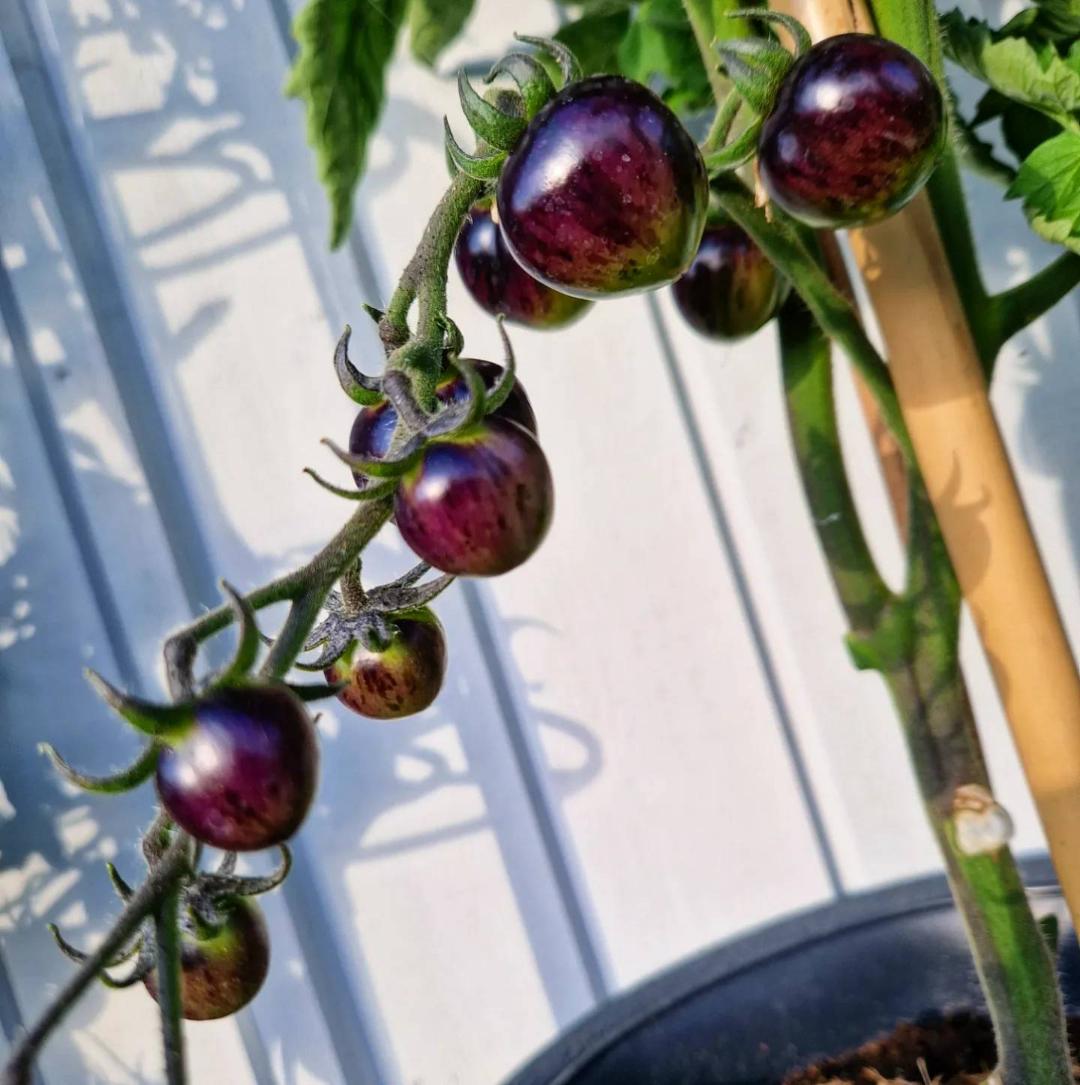 Tomat Black Strawberry