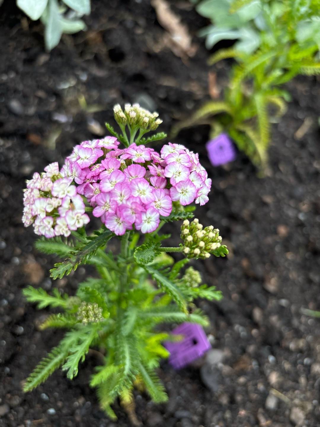 Röllika Apfelblüte
