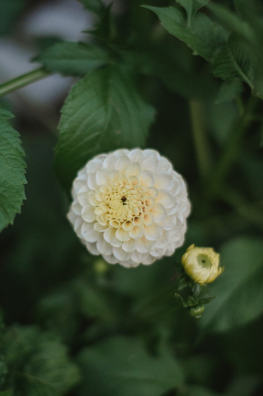 Dahlia Caramel Antique