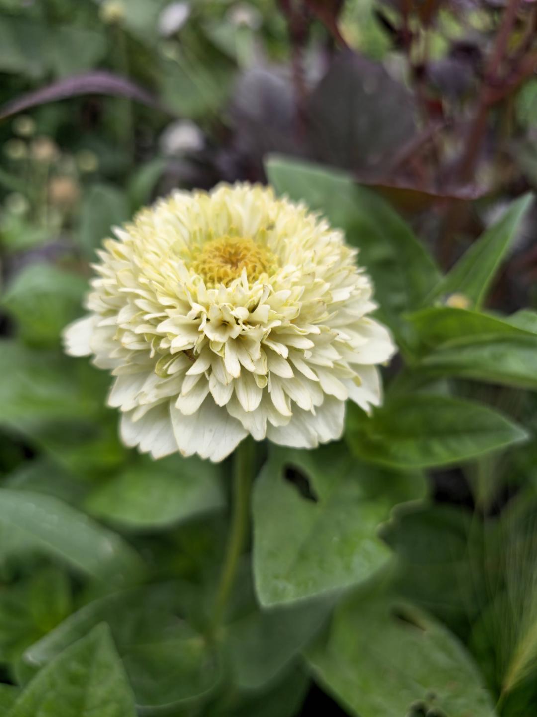 Zinnia Cresto! Peach and cream