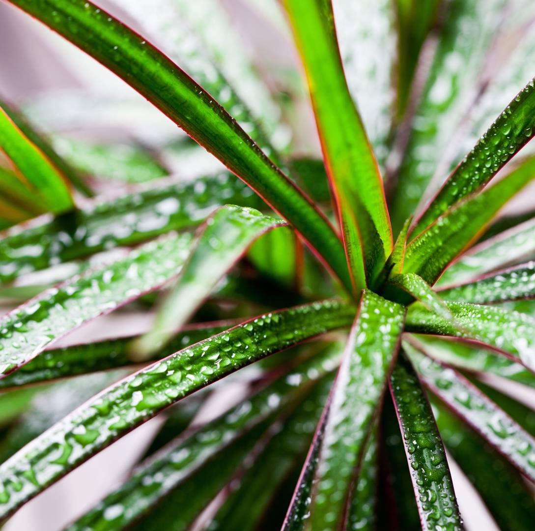 Kantdracena 