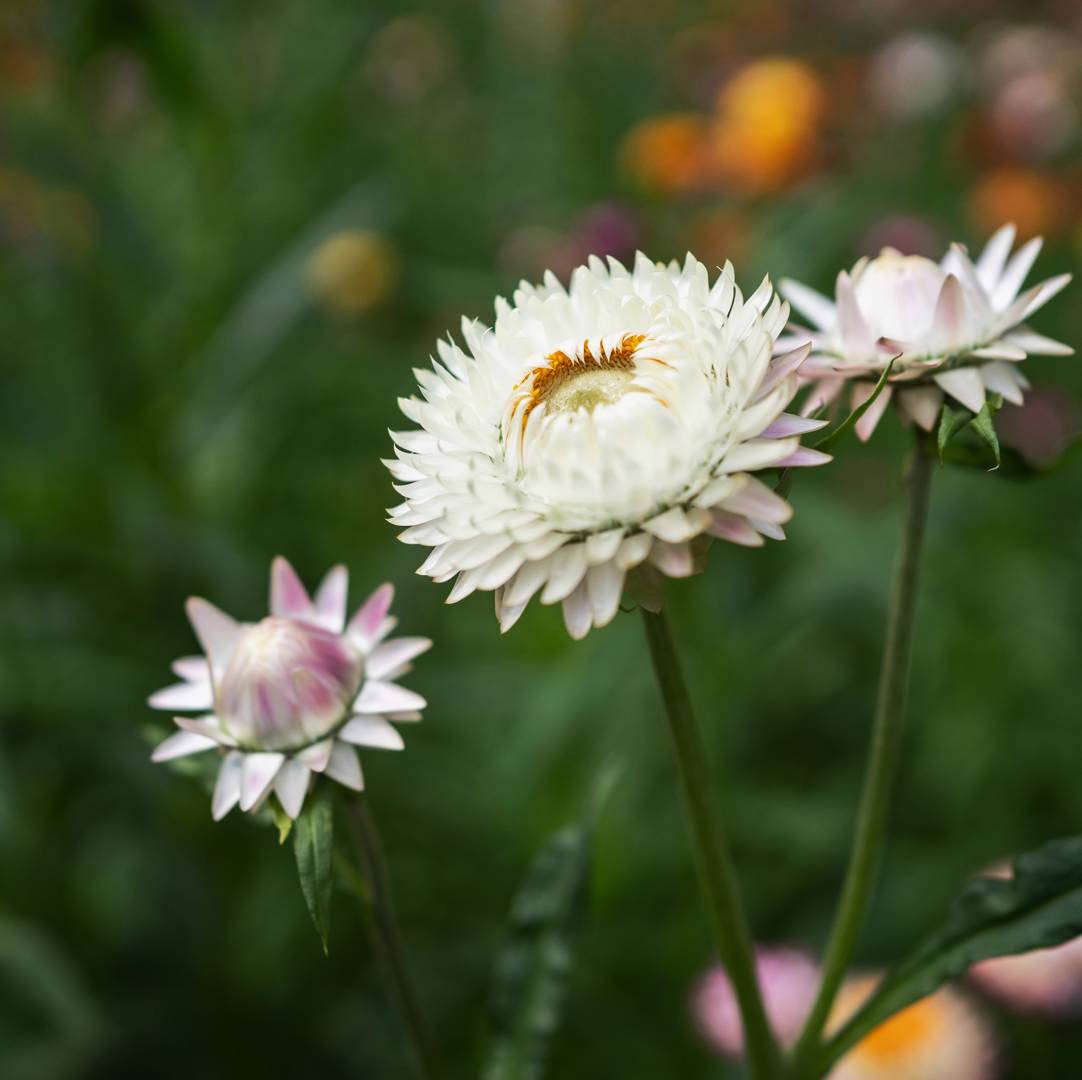 Oh!Garden - Jätte-eternell White