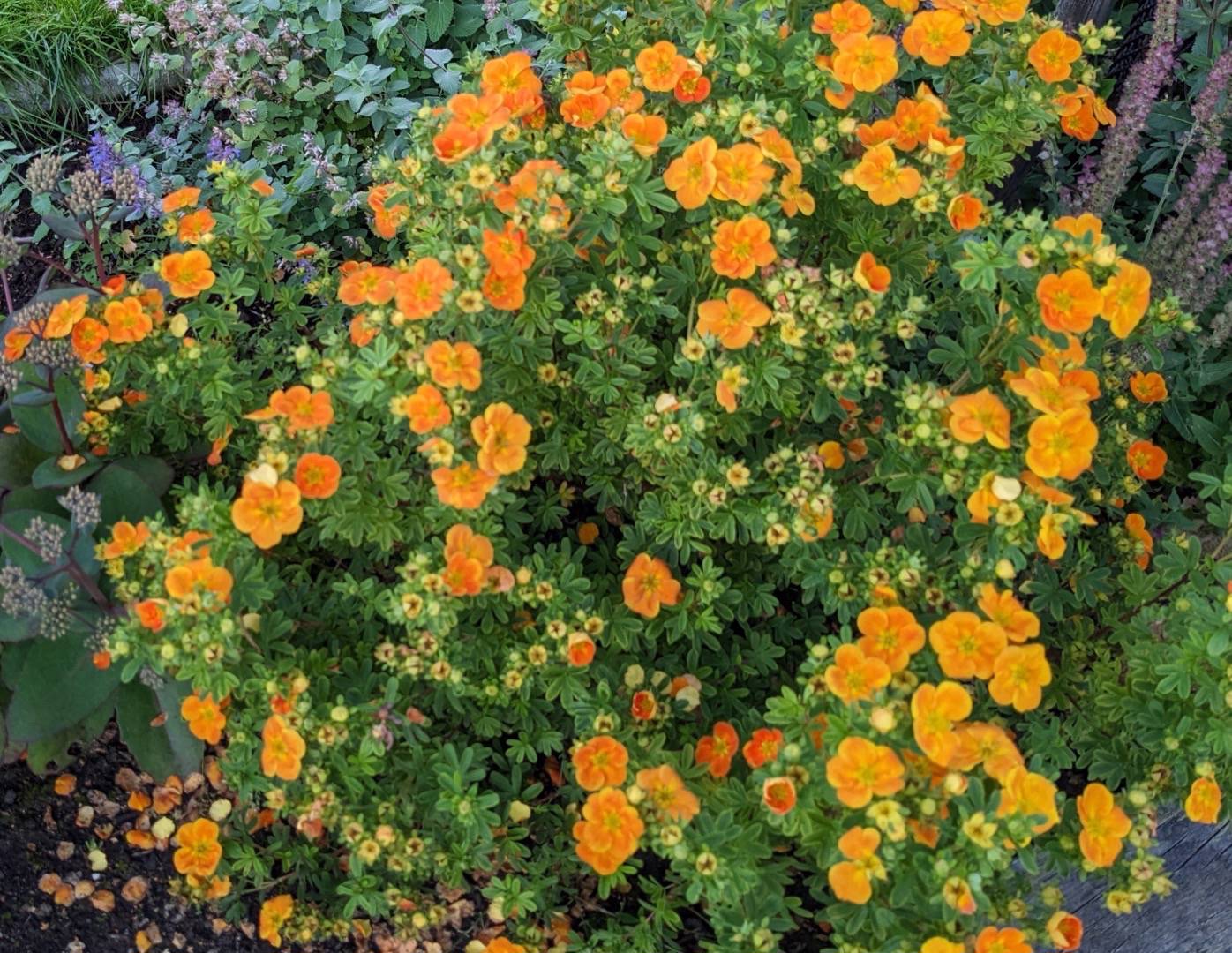Ölandstok Mandarin Tango