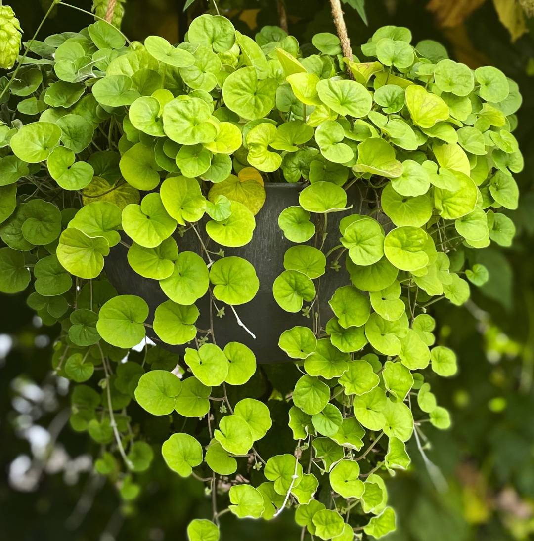 Njurvinda Emerald Falls