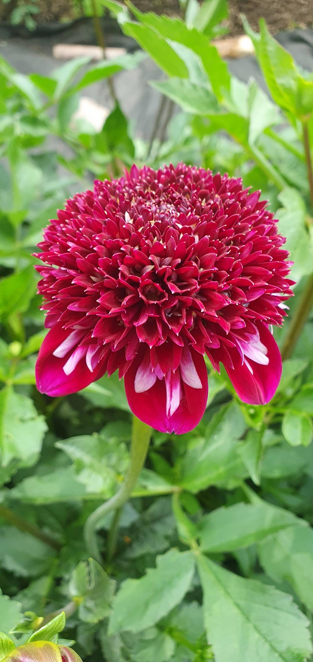 Hokagarden