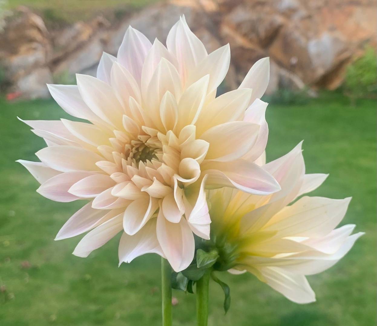 Dahlia Café au Lait Mini