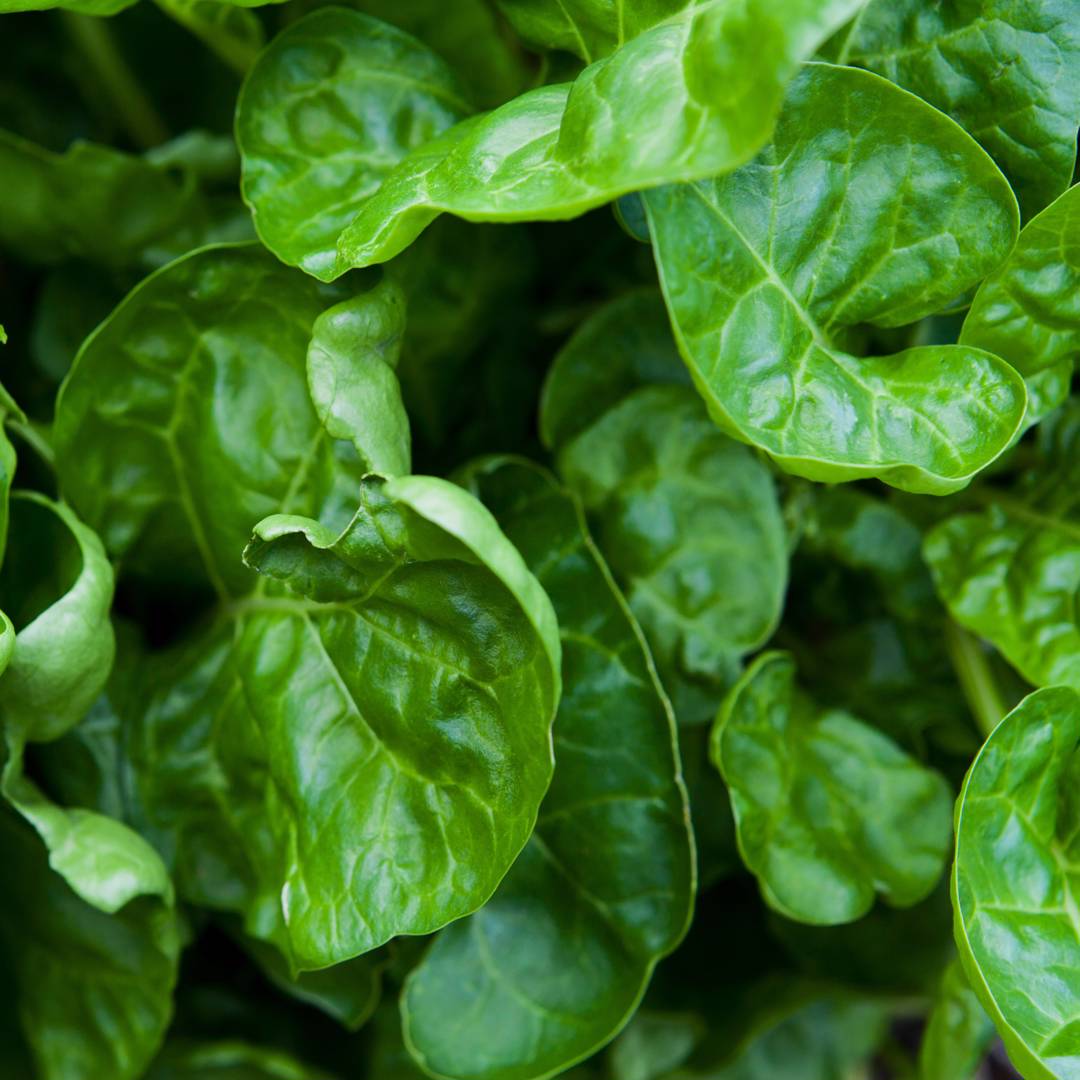 Mangold Perpetual Spinach