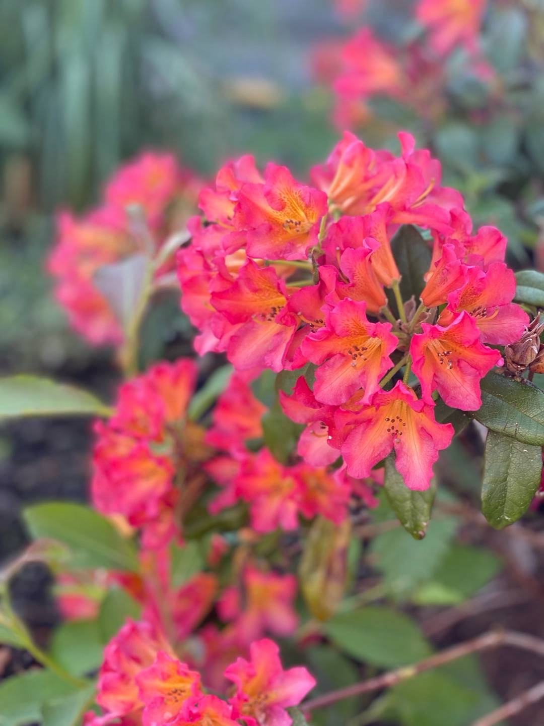 Rhododendron Scyphocalix