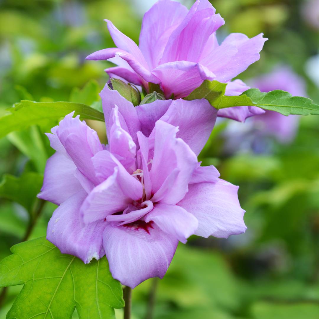 Frilandshibiskus Ardens