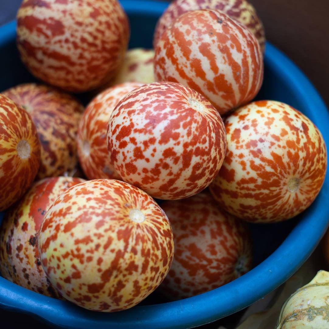 Mangomelon Queen Anne's Pocket Melon