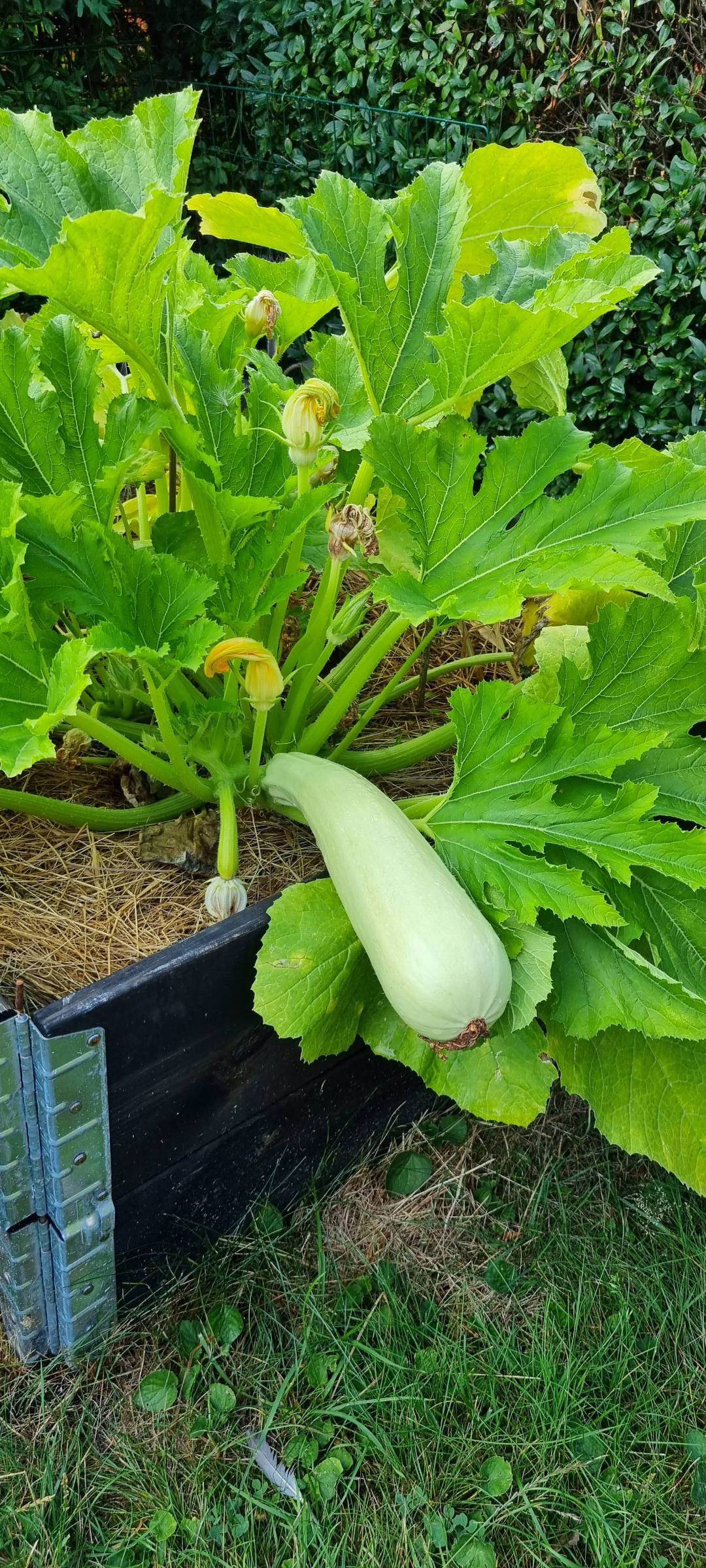 Squash Long White from Sicily