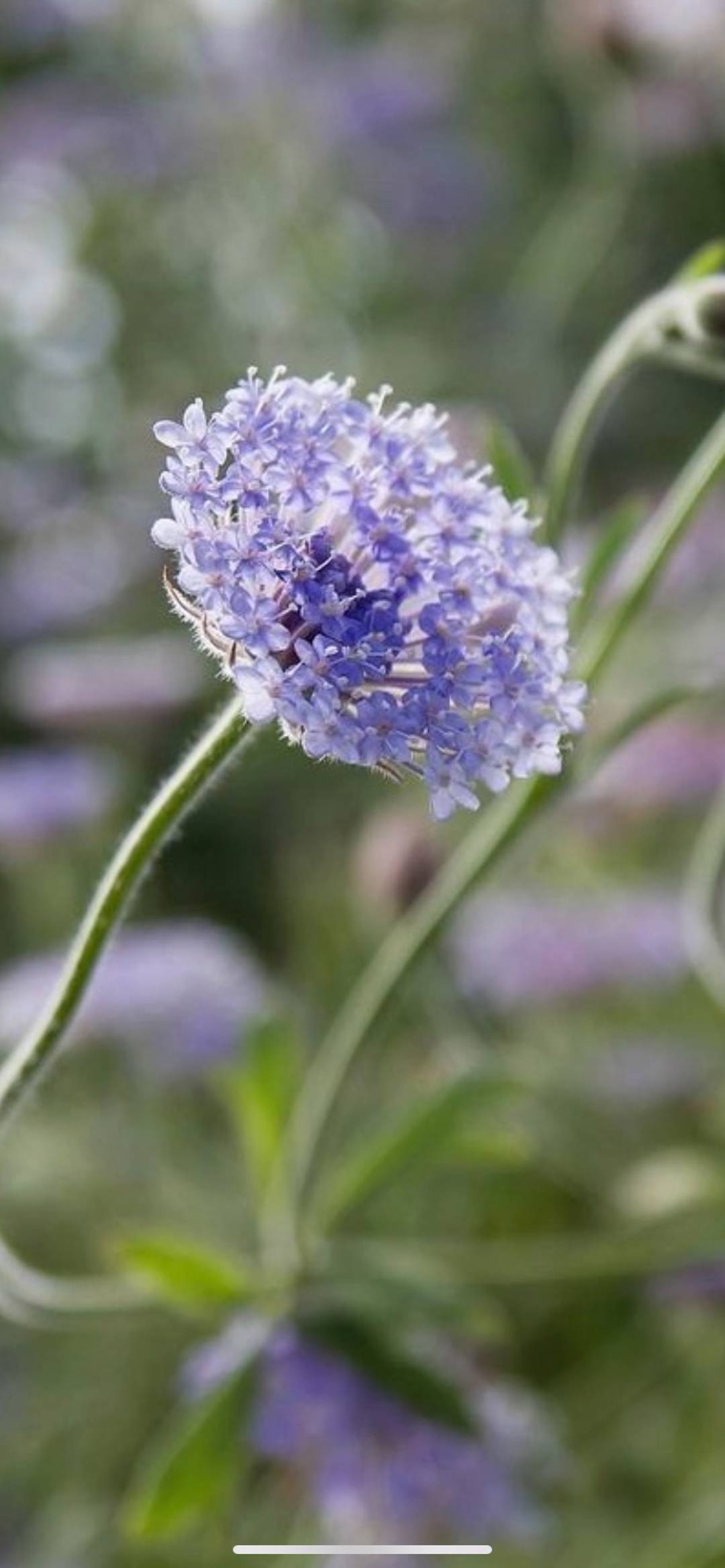 Spetsblomma Blue Lace