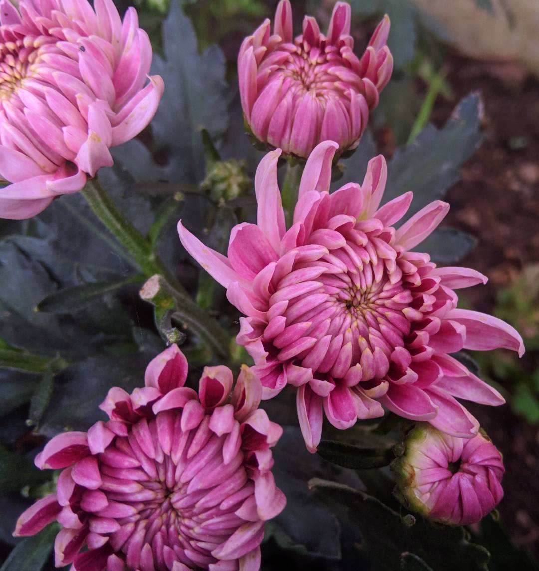 Dahlia Rosella