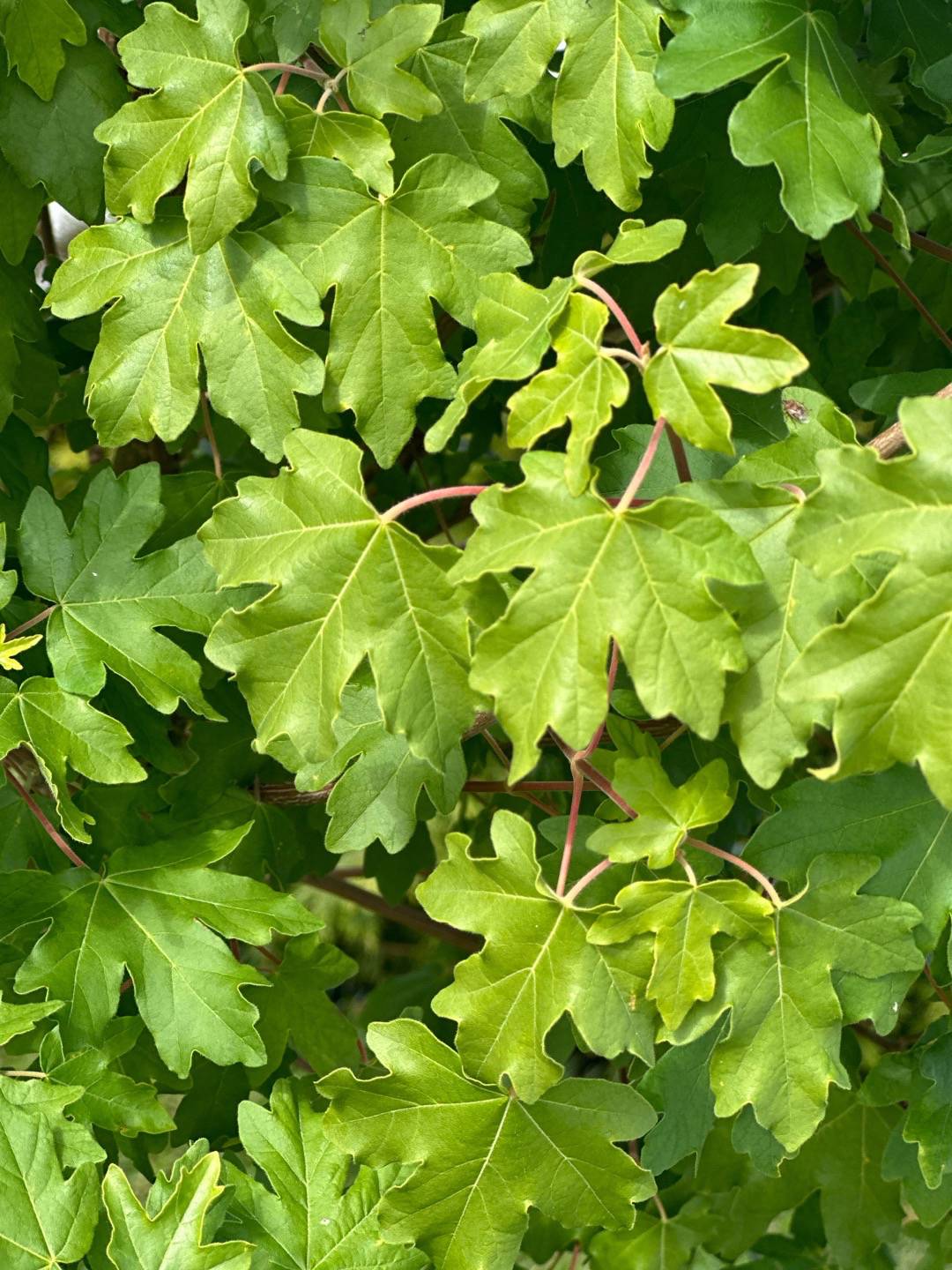 Klotnaverlönn Nanum