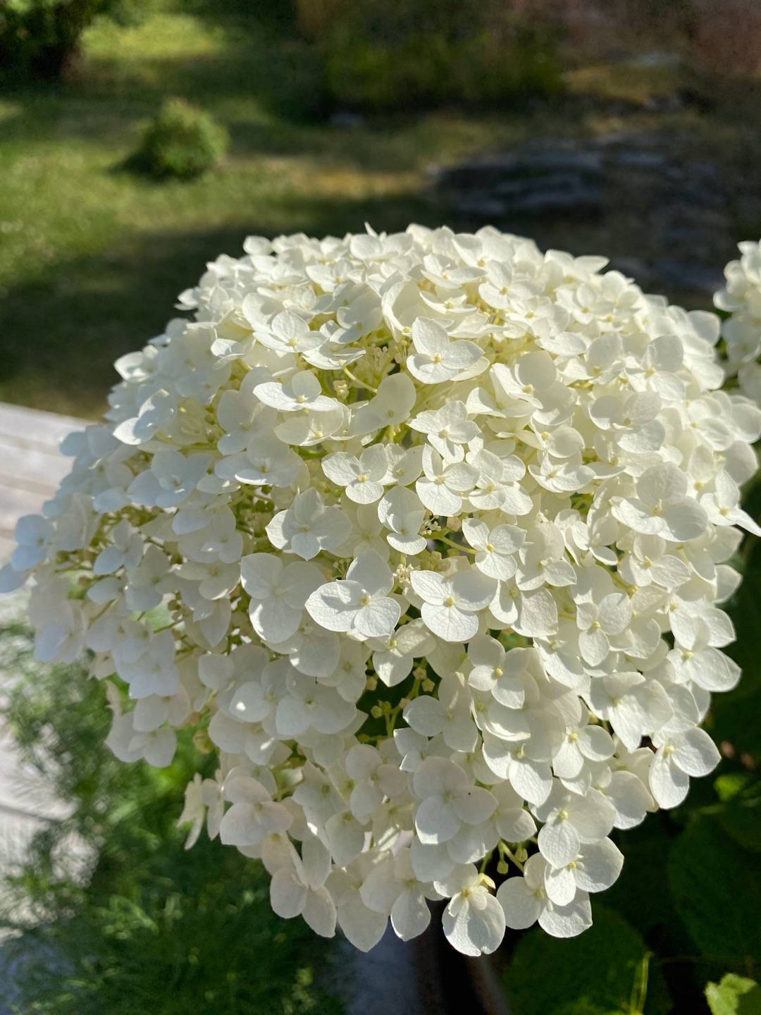 ALA