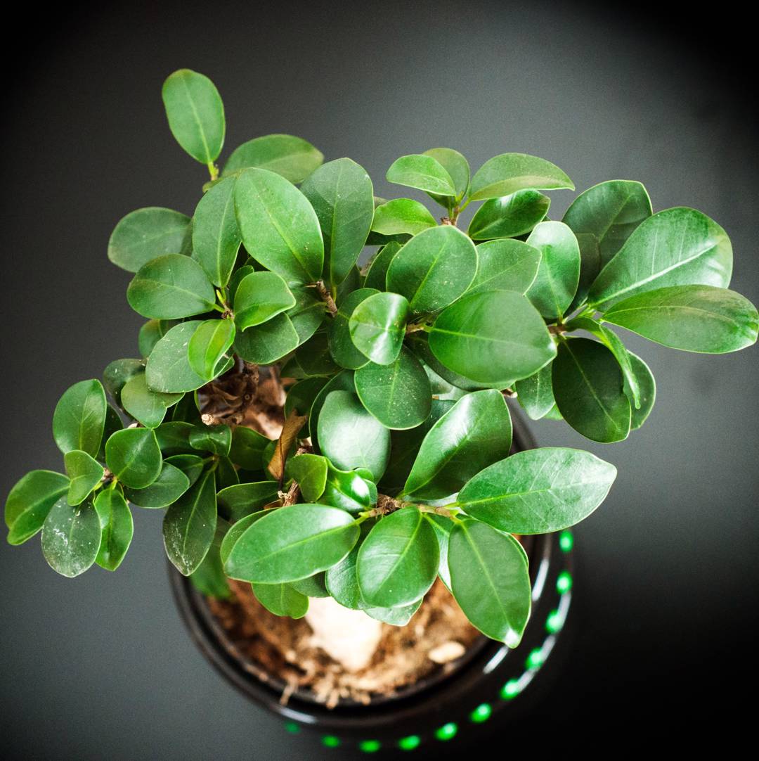 Ficus Retusa 
