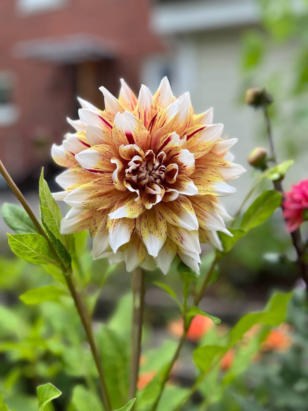 Dahlia Mats