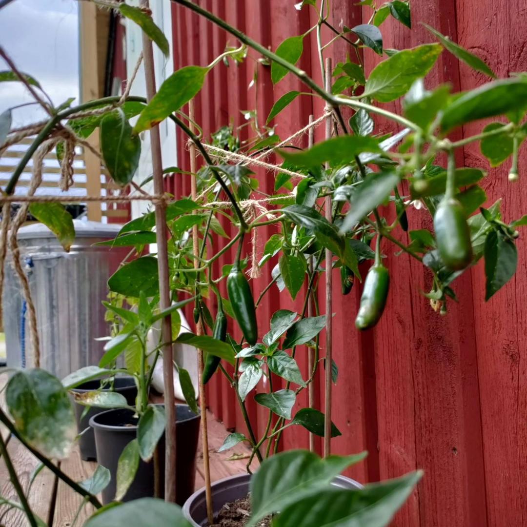 Chilipeppar Jalapeno Farmers Market