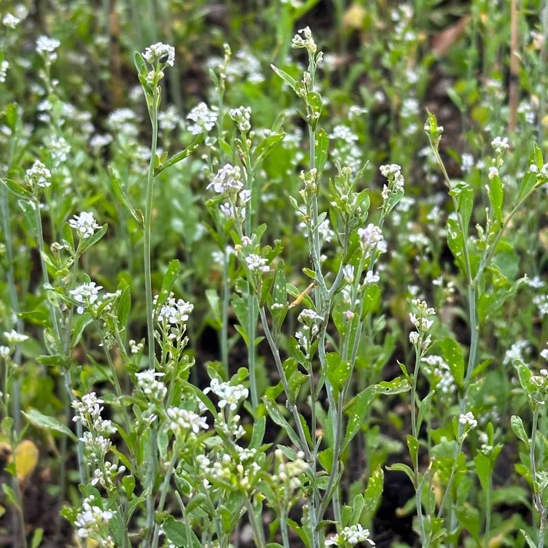 Bukettkrasse Persian Cress