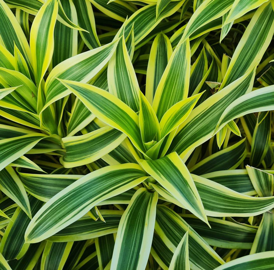Guldbandsdracena 