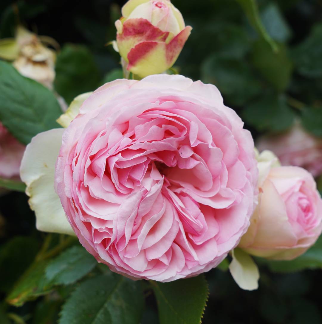 Ros Eden Rose