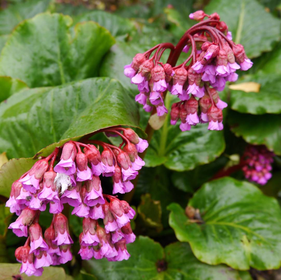 Hjärtbergenia Purpurea