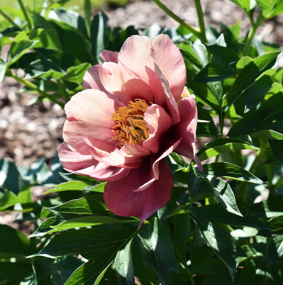 Itoh-Pion Old Rose Dandy