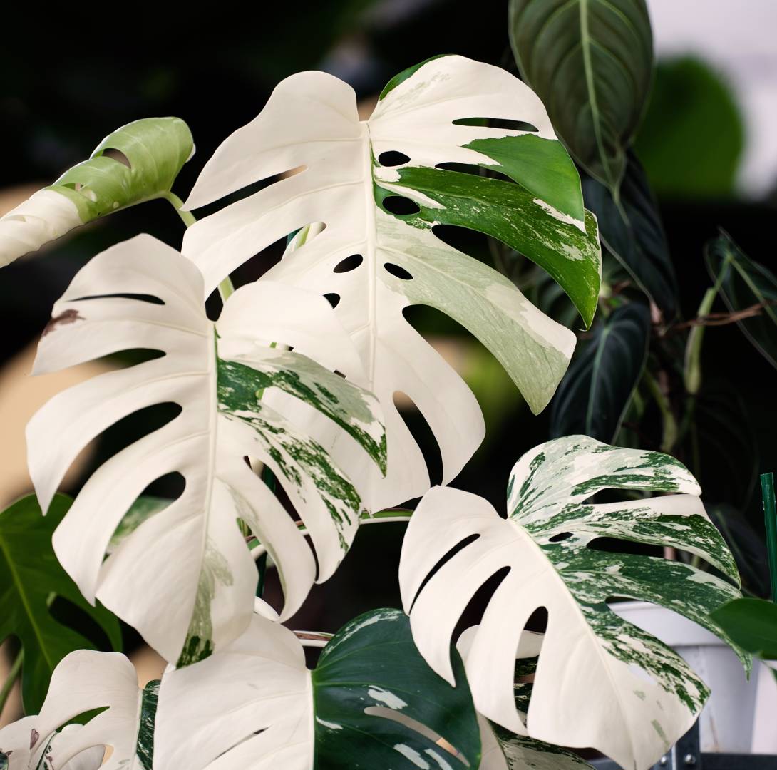 Monstera Albo Variegata