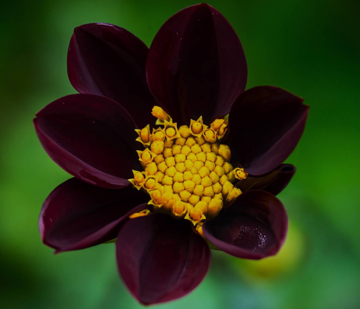 Dahlia Mexican Star