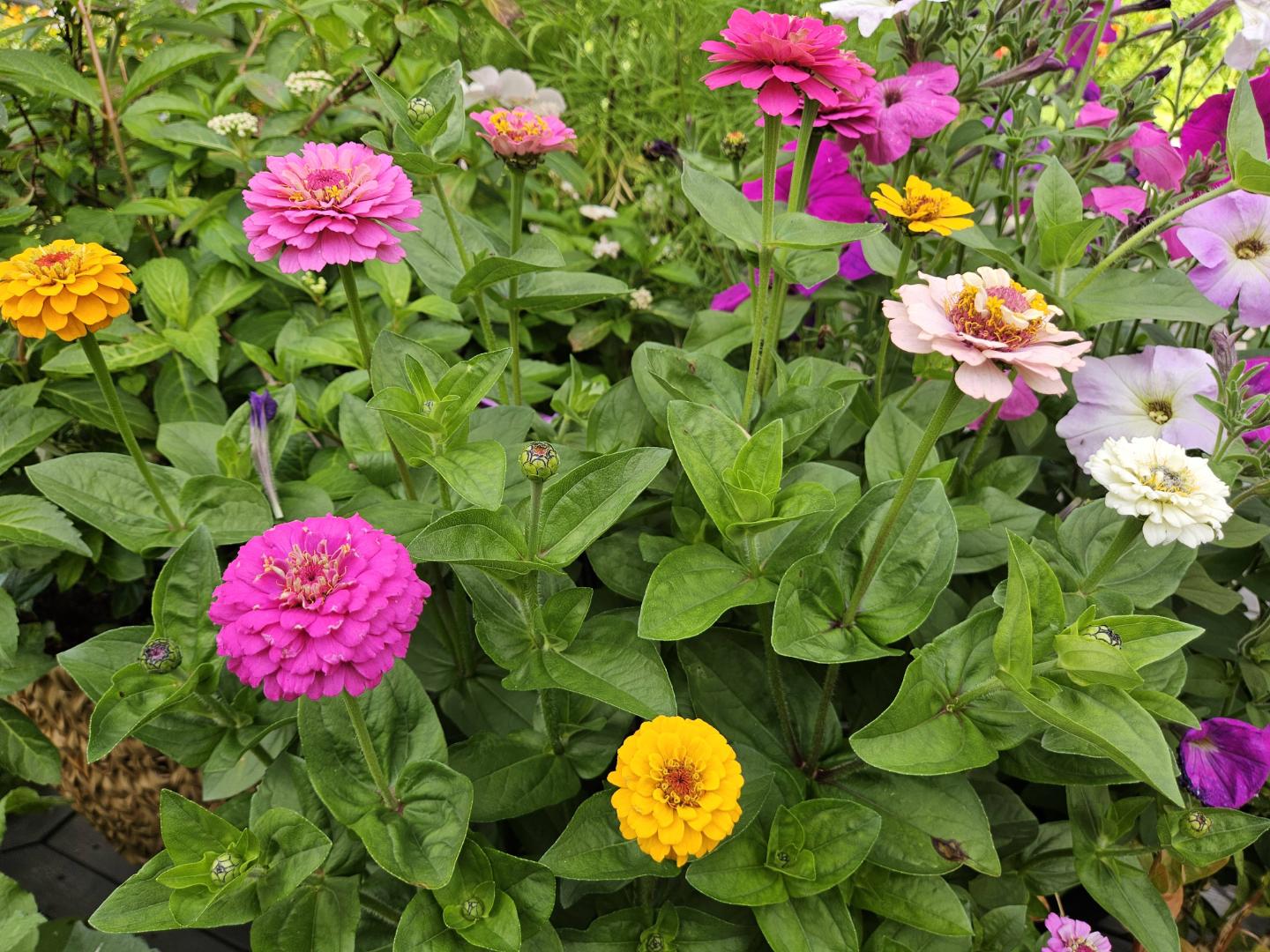 Zinnia Pumila