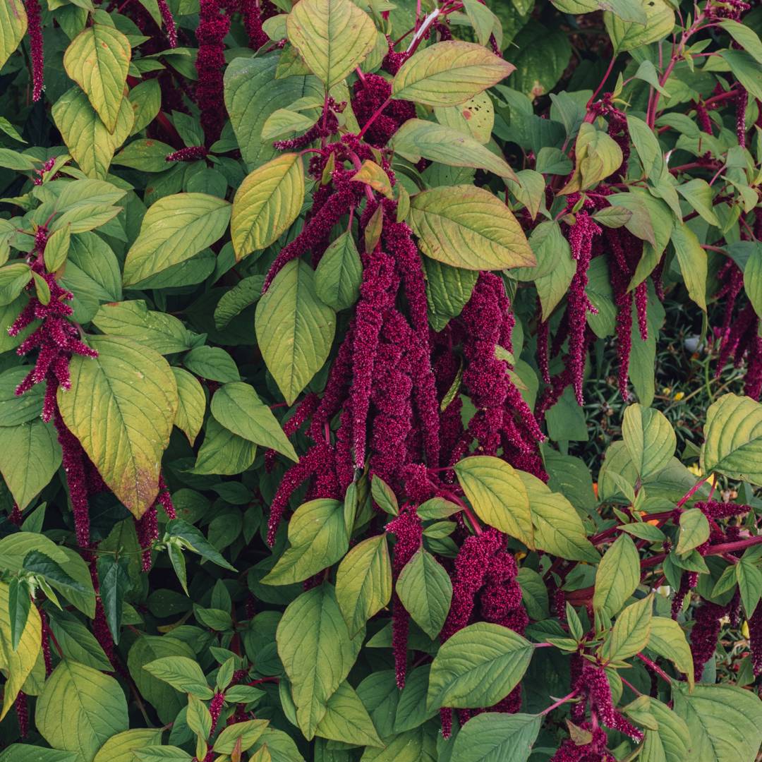 Amarant Red Love Lies Bleeding